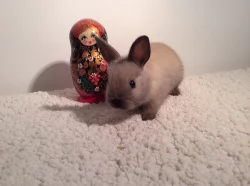Králíci